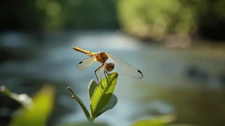 Pulse Of Czech Rivers (Mia Cover)